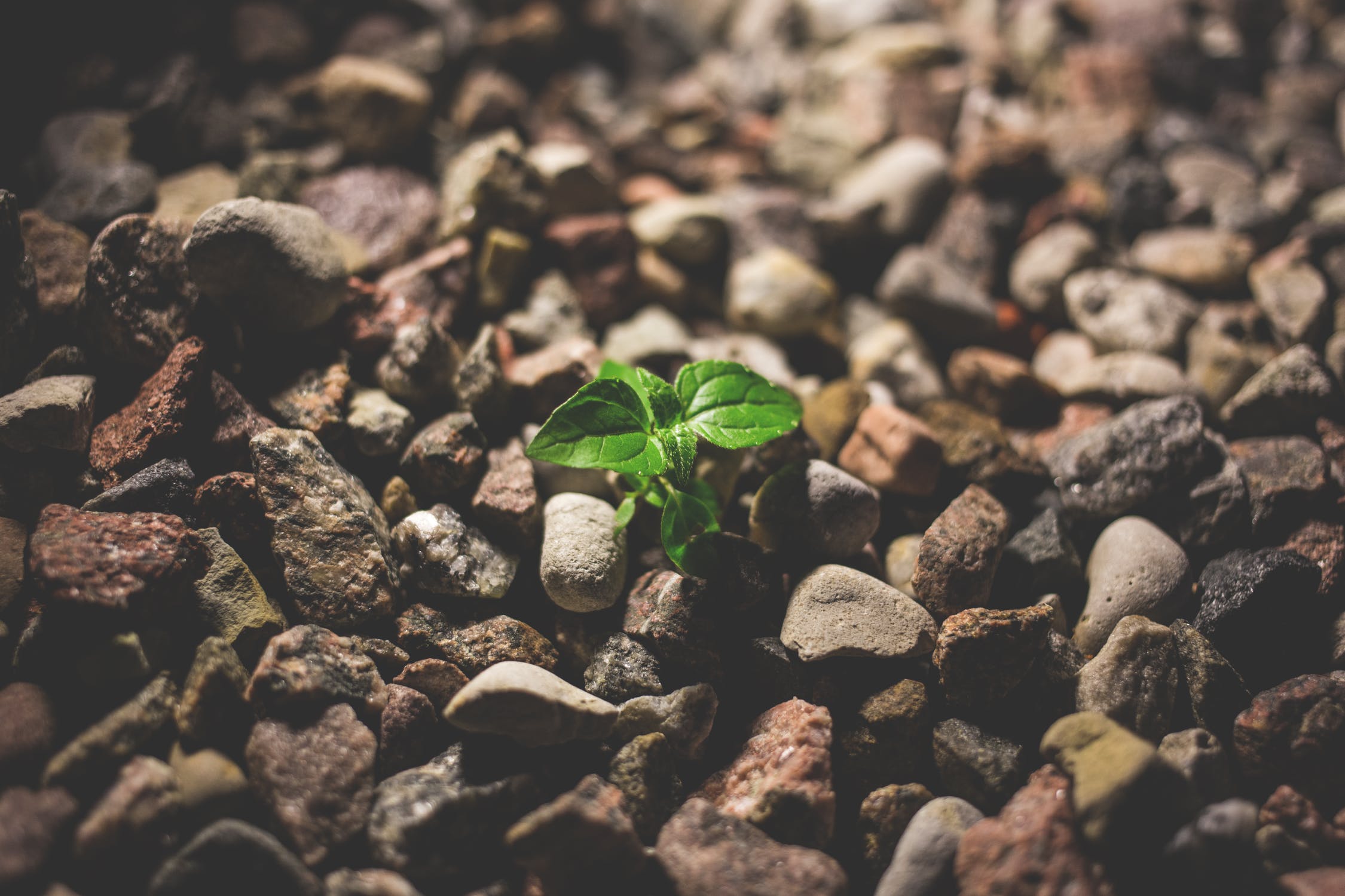 Emerging Plant from Rocks